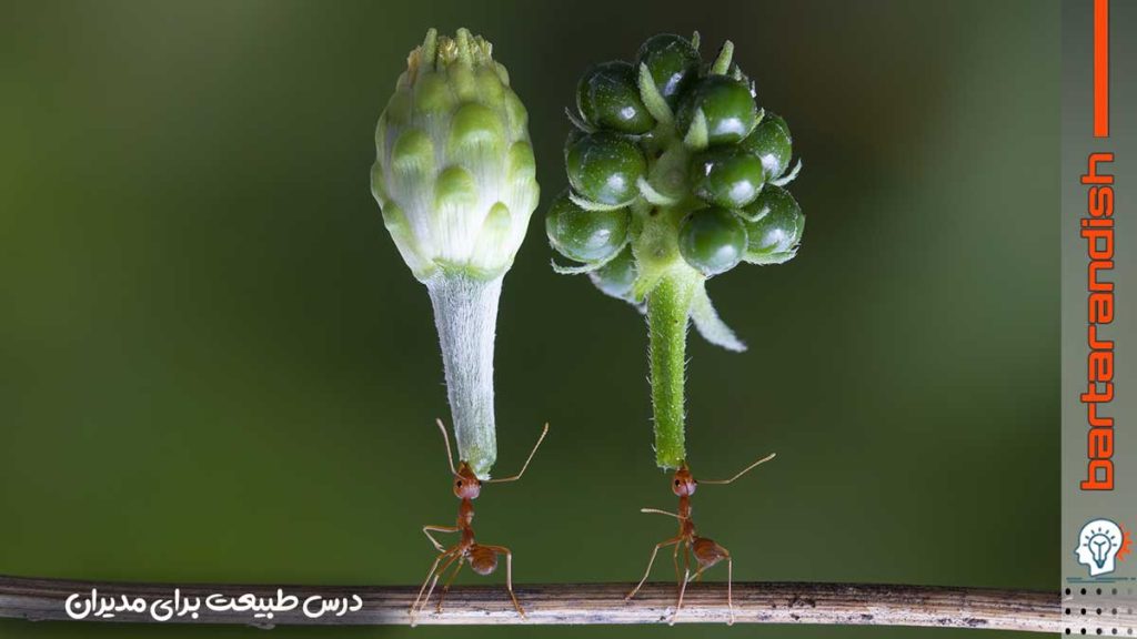 درس طبیعت برای مدیران